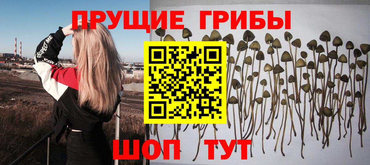 Галлюциногенные грибы Psilocybe Тосно